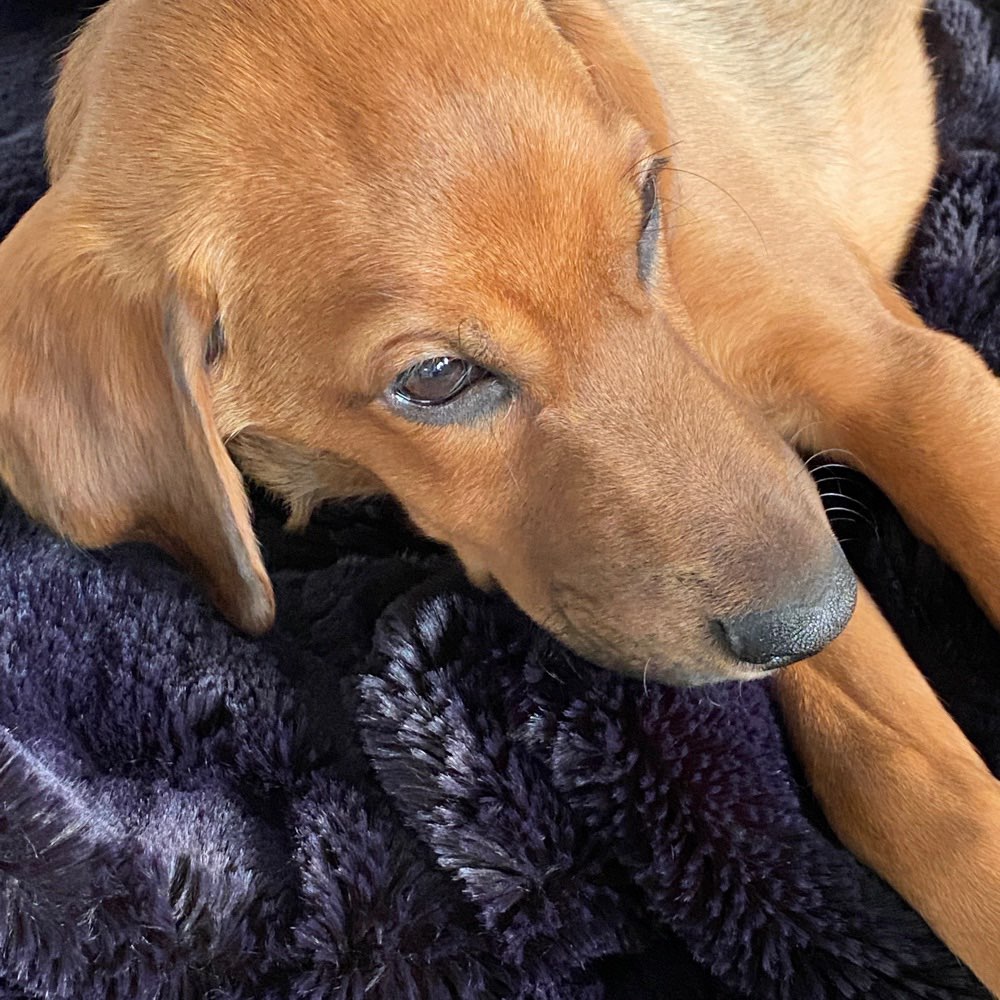 Hundetreffen-Welpentreffen Maintal | Hochstadt-Profilbild