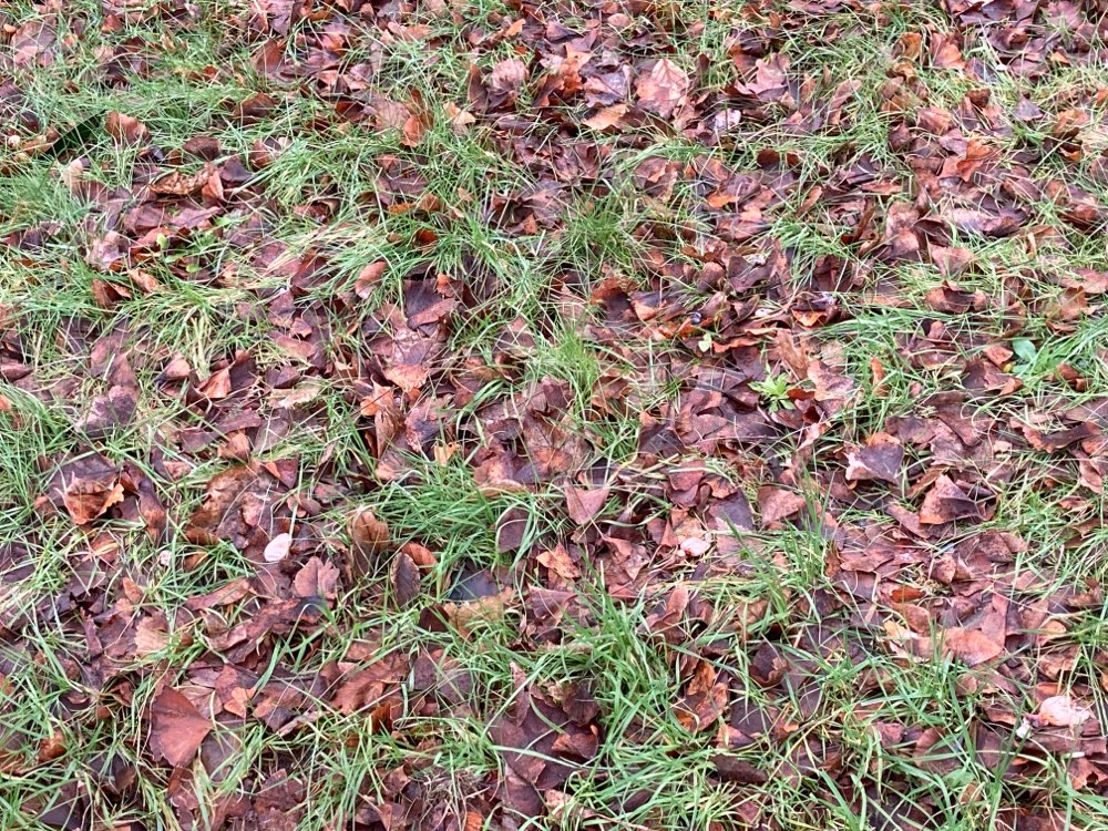 Giftköder-Vorsicht Fleischstücke-Profilbild