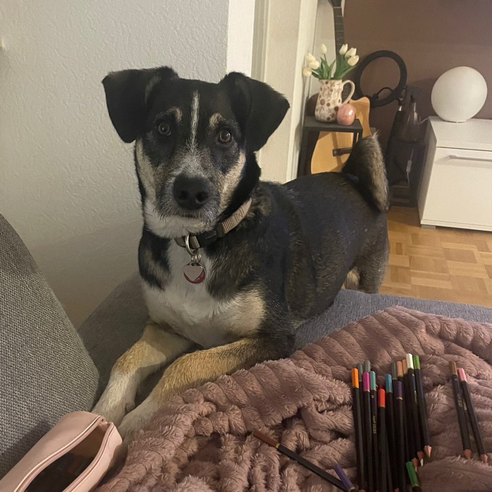 Hundetreffen-Gassi-, Training- und Spielpartner-Profilbild