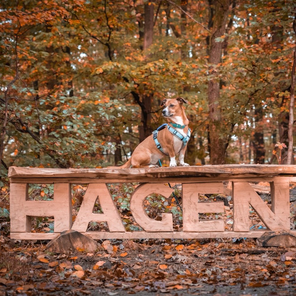 Hundetreffen-Biete Hundebetreuung in Hagen-Profilbild