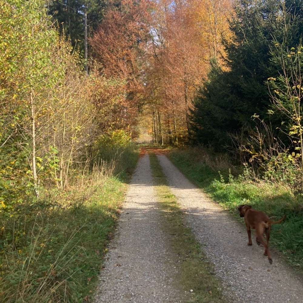 Hundetreffen-Aktive Gassirunde-Profilbild