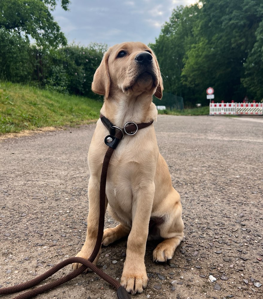 Hundetreffen-Spielrunde rund um Plau am See-Profilbild