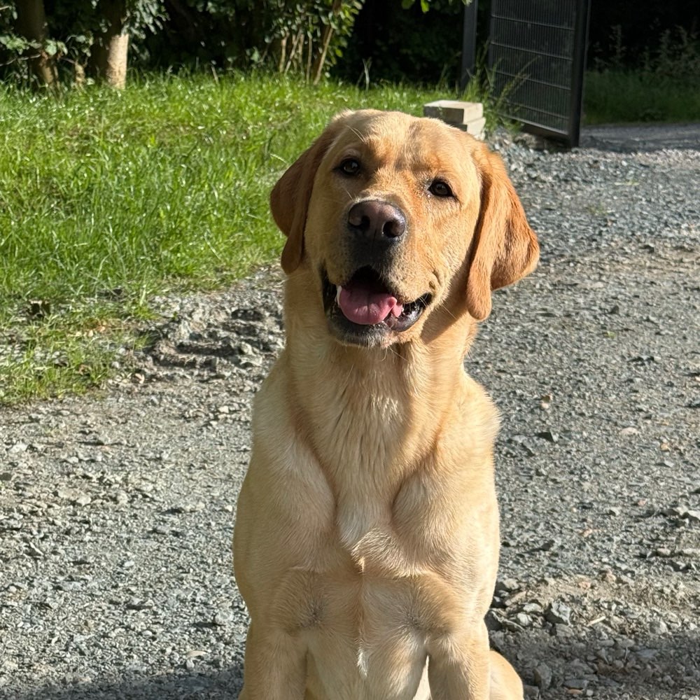 Hundetreffen-Gemeinsame Gassirunden-Profilbild