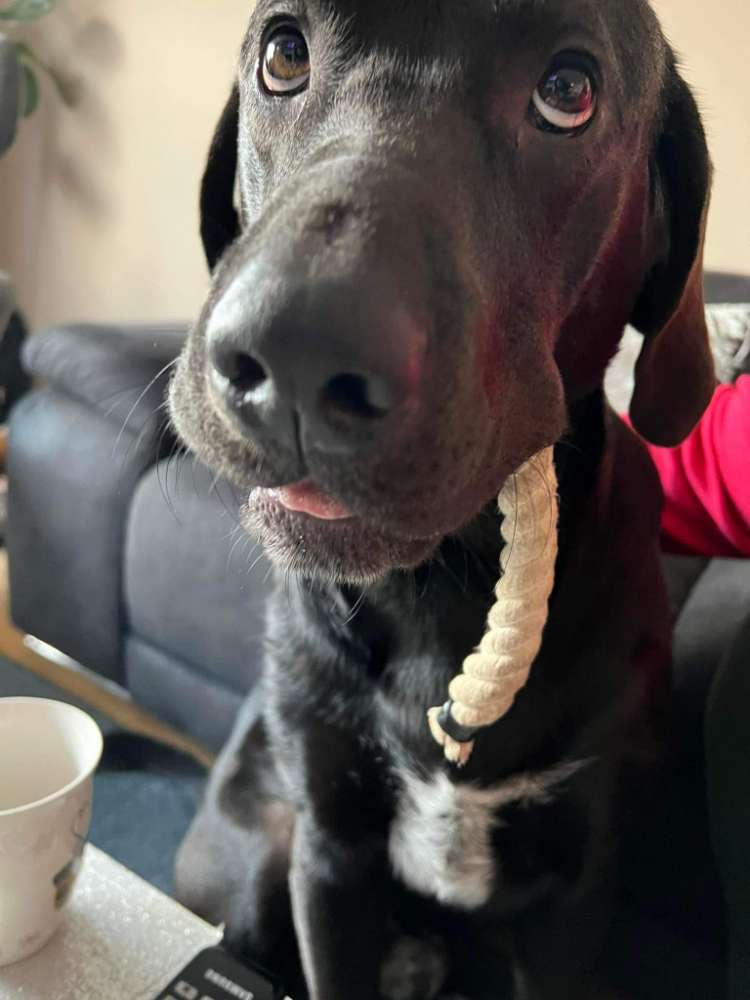 Hundetreffen-Spielpartner gesucht  , auch für Training, Übungen und Gassigehen.-Profilbild