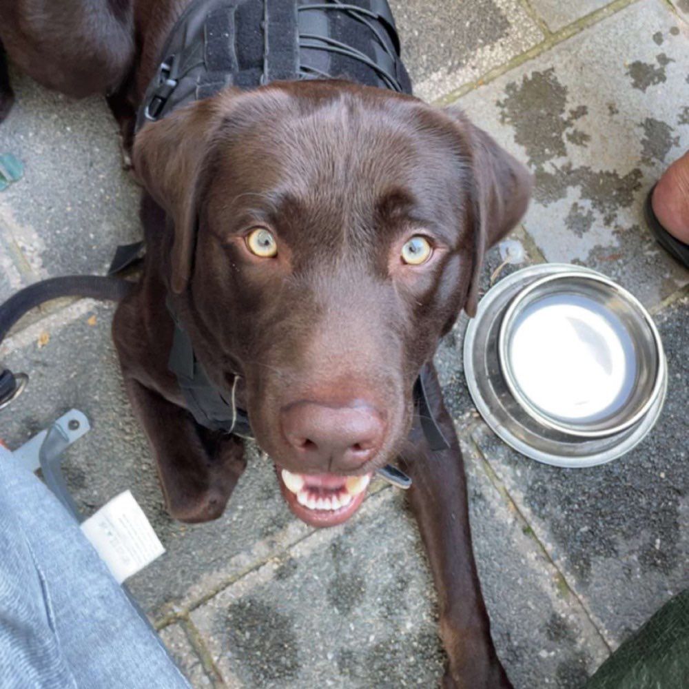 Hundetreffen-Hunde Spielrunde/ Hunde mit viel Energie-Profilbild