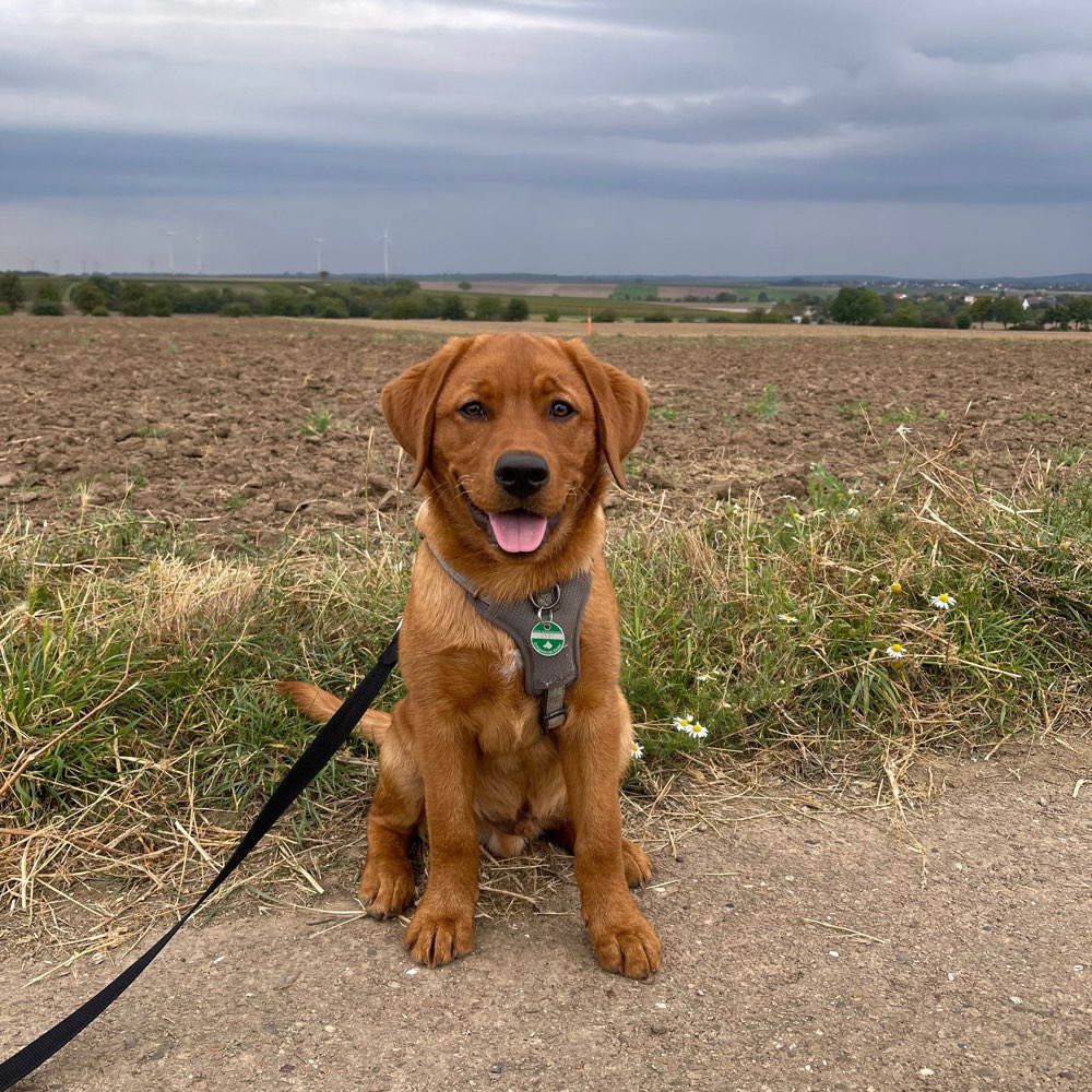 Hundetreffen-Balu sucht Hundefreunde mit denen er toben kann 😊 wir freuen uns auf neue Bekanntschaften-Profilbild