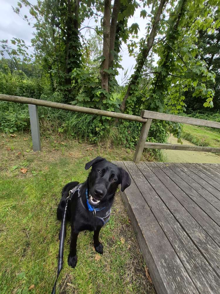 Hundetreffen-Spiel und Gassirunden-Profilbild