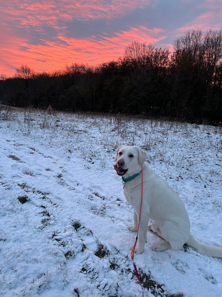 Hundetreffen-Playdate für Loki in unsere garten-Profilbild