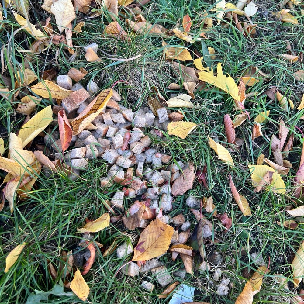 Giftköder-Achtung Giftköder!-Profilbild