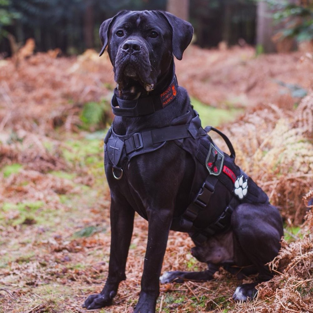 Hundetreffen-Spazieren und Socializing-Profilbild