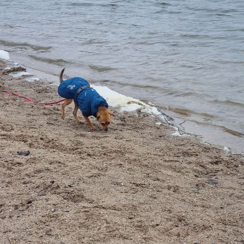 Hundetreffen-Gassi/Wander- und Lernkumpel gesucht-Profilbild