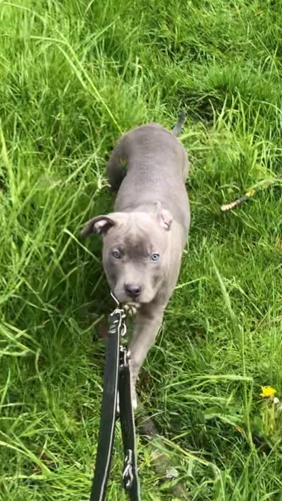 Hundetreffen-Welpentreff in Swisttal & Umgebung-Profilbild