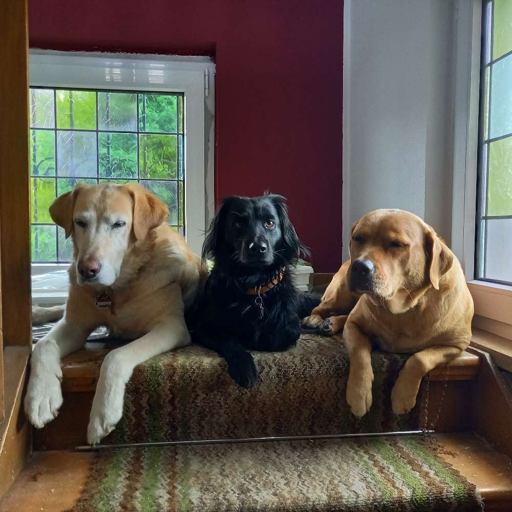 Hundetreffen-Gassirunden/Social Walks in Grafschaft-Profilbild