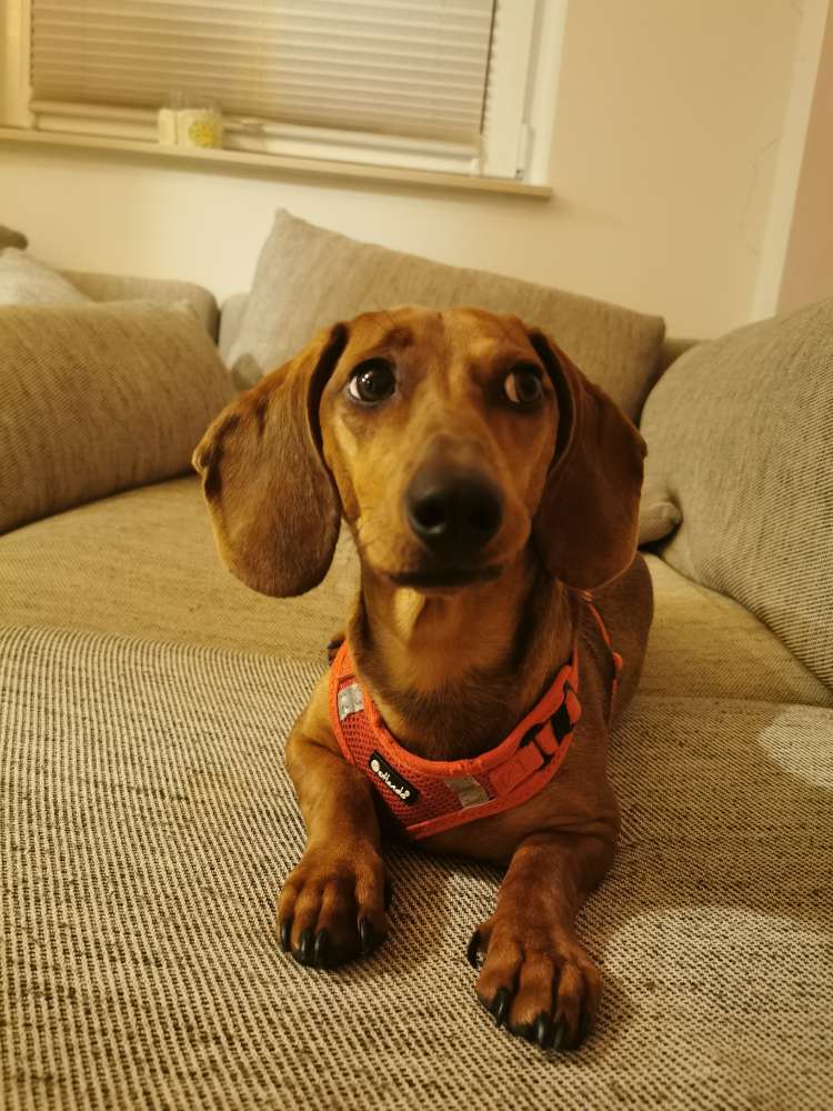 Hundetreffen-Charly sucht einen Spielkameraden-Profilbild