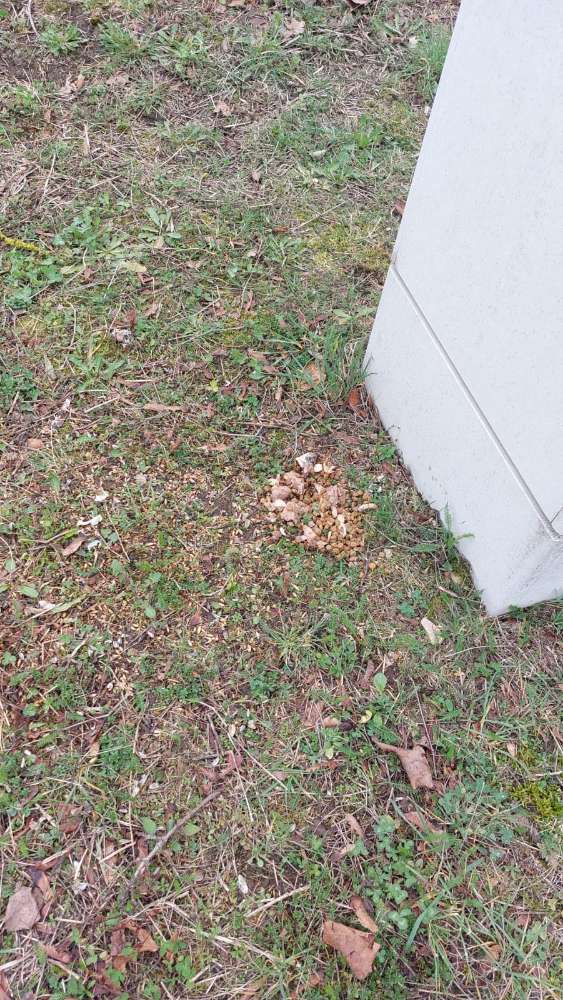 Giftköder-Möglicher Giftköder-Profilbild