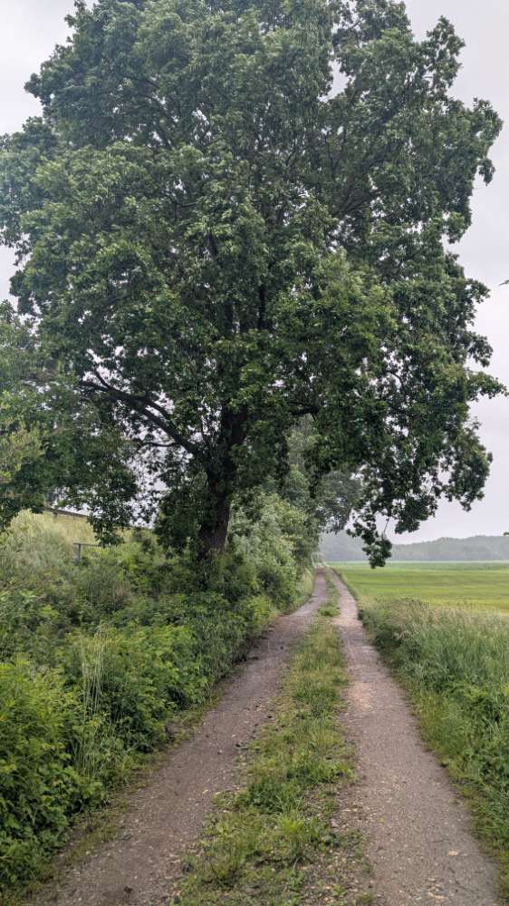 Giftköder-Eichenprozessionsspinner an Eiche links-Profilbild