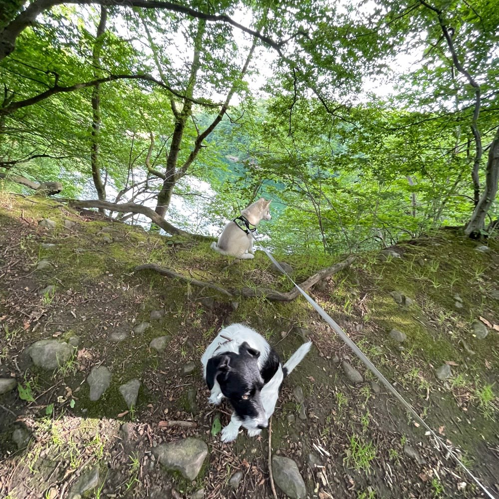 Hundetreffen-Hunde Treff Himberger See-Profilbild