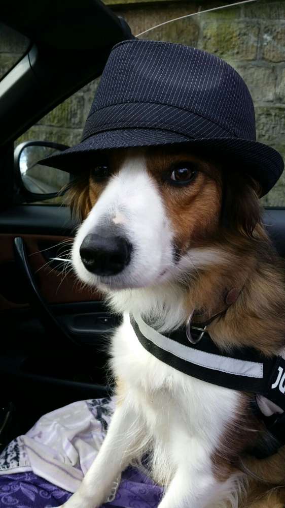 Hundetreffen-Wir suchen dich..... neugierig geworden? Dann schreib uns an..-Profilbild