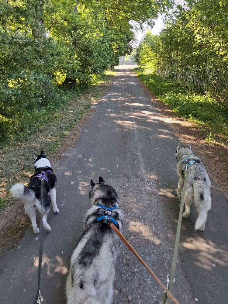 Hundetreffen-Einfach nur zusammen Gassi gehen-Profilbild