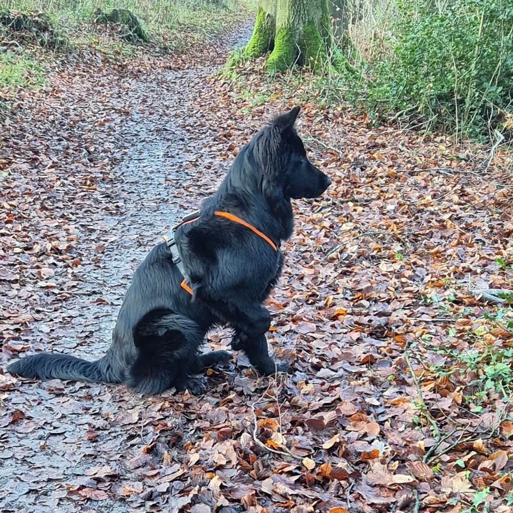 Hundetreffen-Spieltreffs & Trainingseinheiten-Profilbild