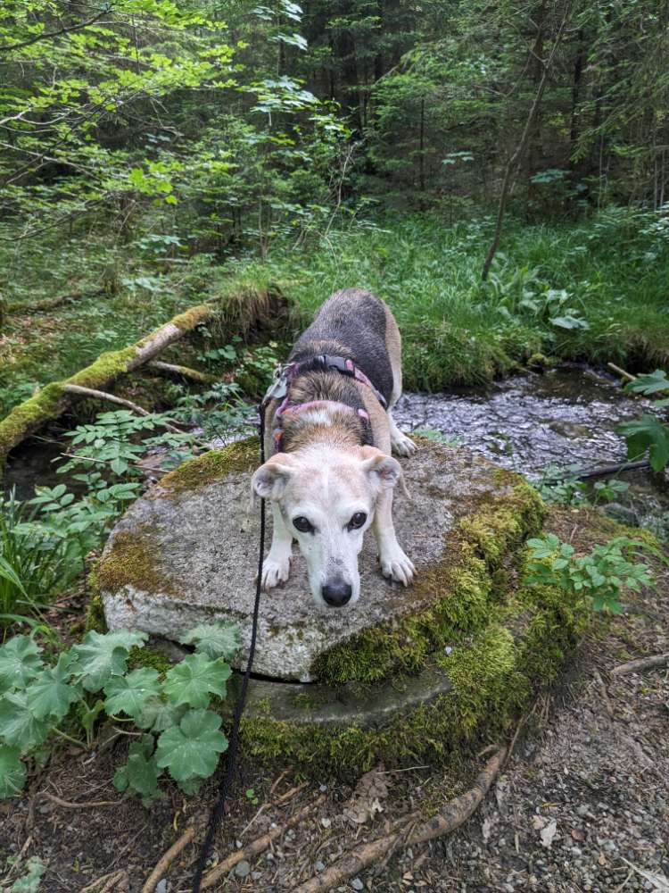 Hundetreffen-Für Senioren, meine ist 18 Jahre alt-Profilbild