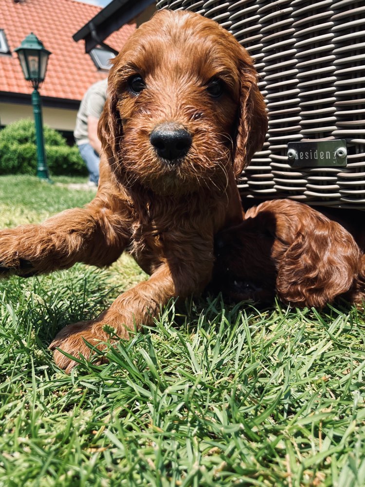 Hundetreffen-Welpenfreunde gesucht-Profilbild