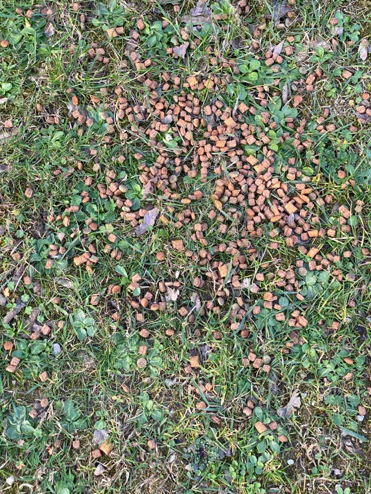 Giftköder-Möglicher Giftköder-Profilbild