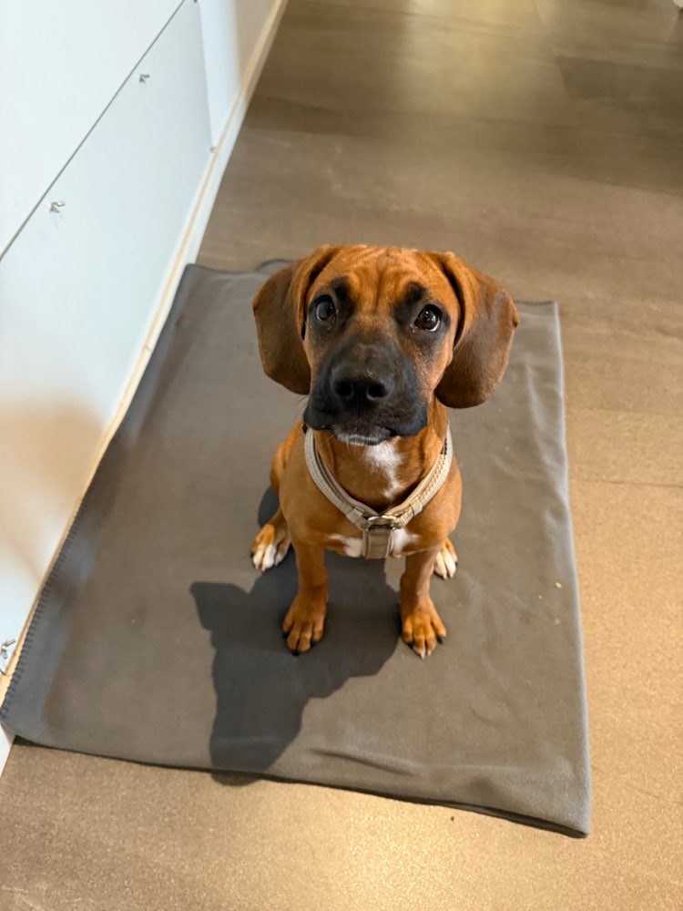 Hundetreffen-Spieltreffen oder spazieren in Neufahrn & Umgebung-Profilbild