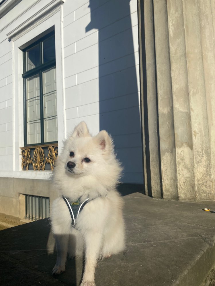 Hundetreffen-Kleine Spielfreunde gesund :)-Profilbild