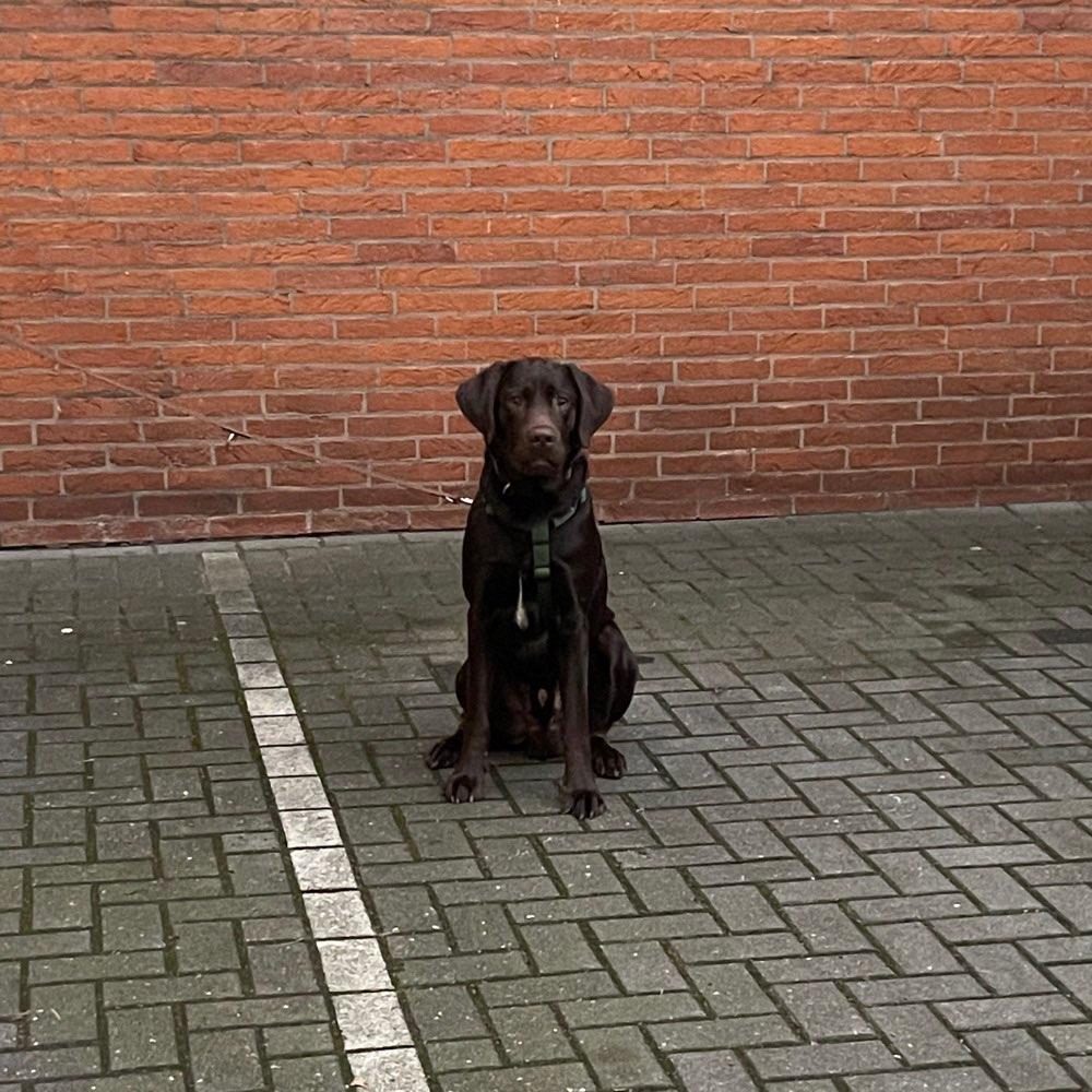 Hundetreffen-Wir sind neu in Siegen und suchen hunderteiner für unsren Hund Cosmo-Profilbild