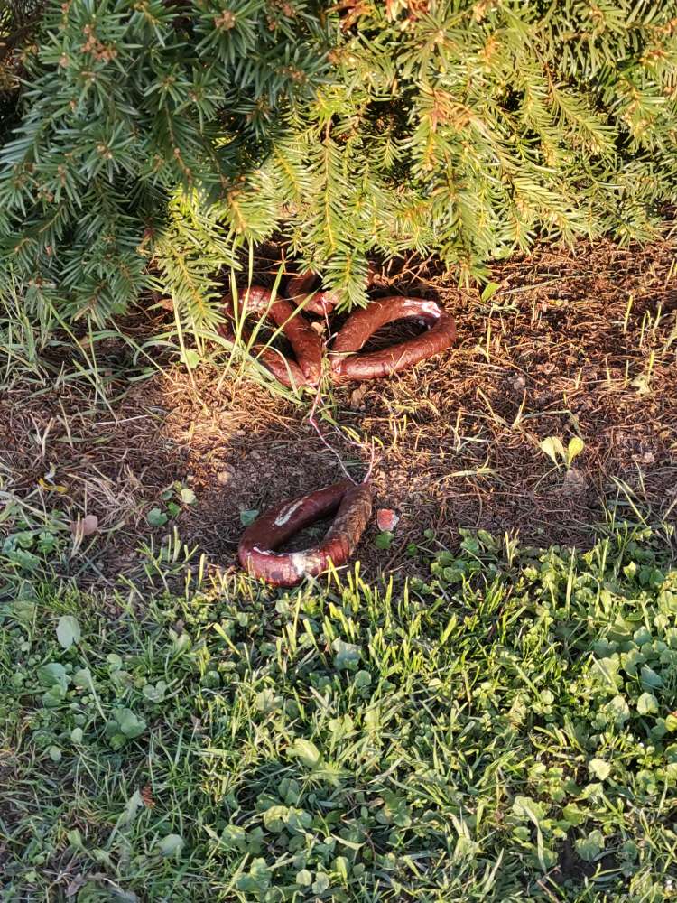 Giftköder-Entsorgt!   verdächtige Würste-Profilbild