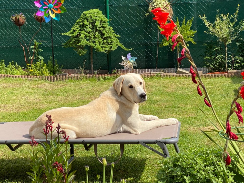 Hundetreffen-Junghunde Spielrunde und Spaziergänge-Profilbild