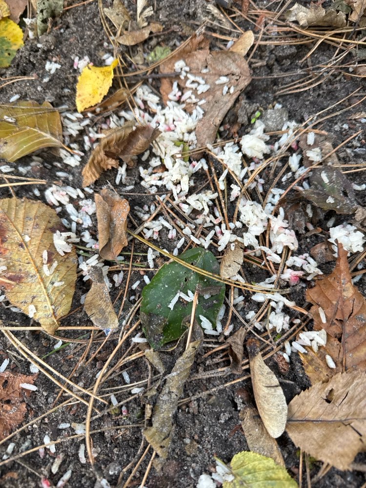 Giftköder-Giftköder, rosa Körner in Reis gemischt-Profilbild