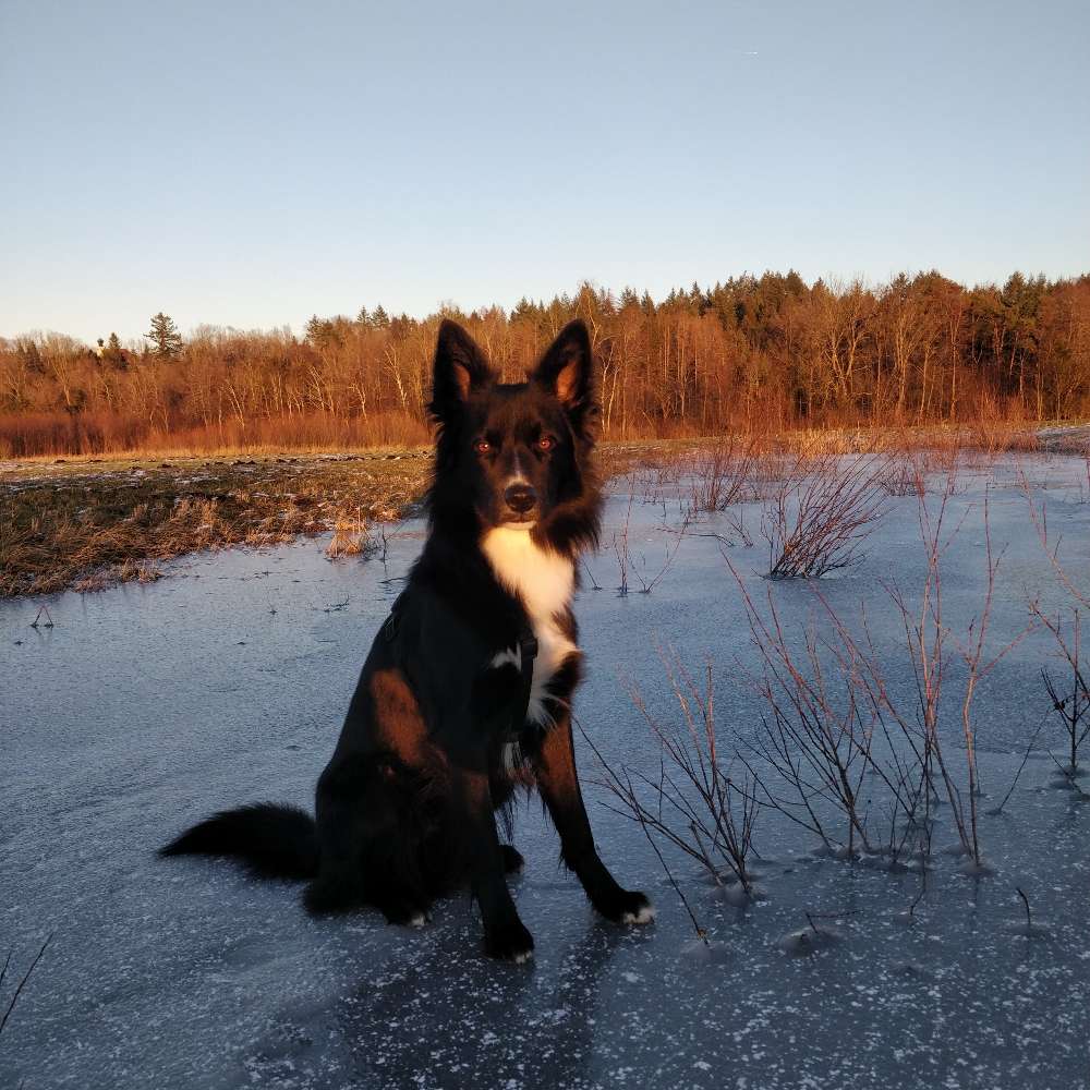Hundetreffen-Gassi und Training-Profilbild