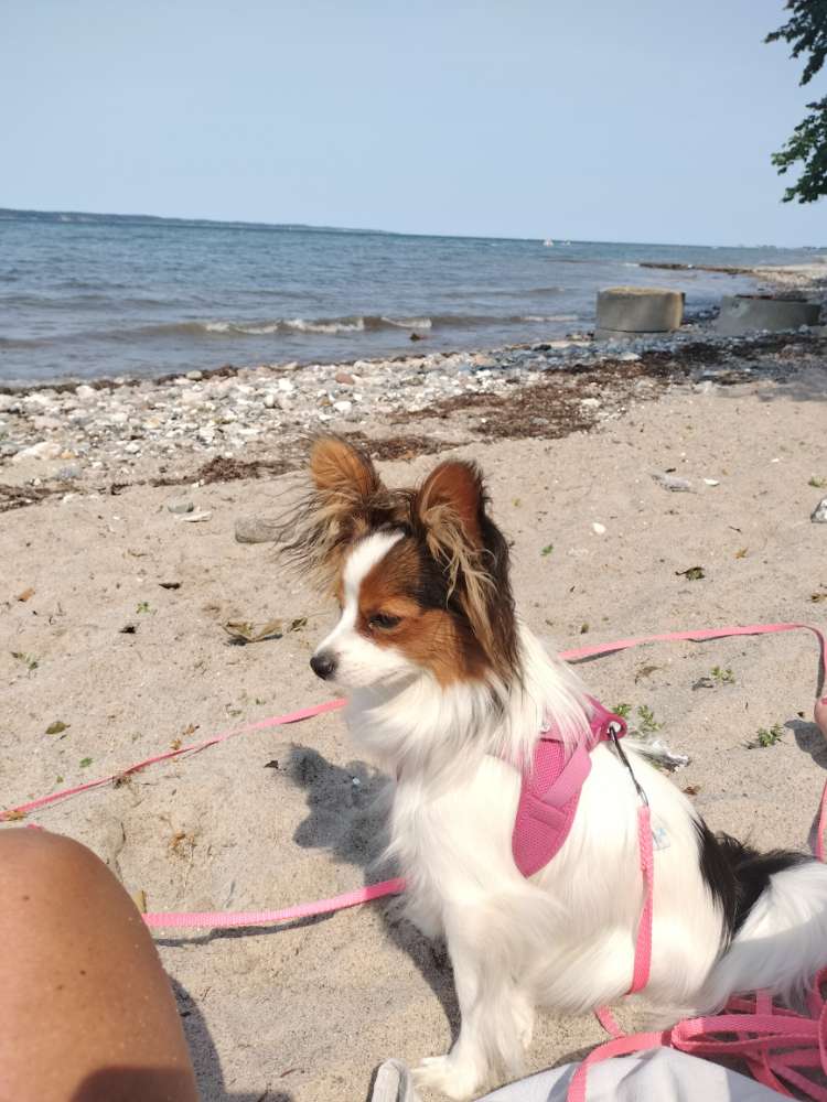 Hundetreffen-Amy sucht ihren Hundefreund-Profilbild