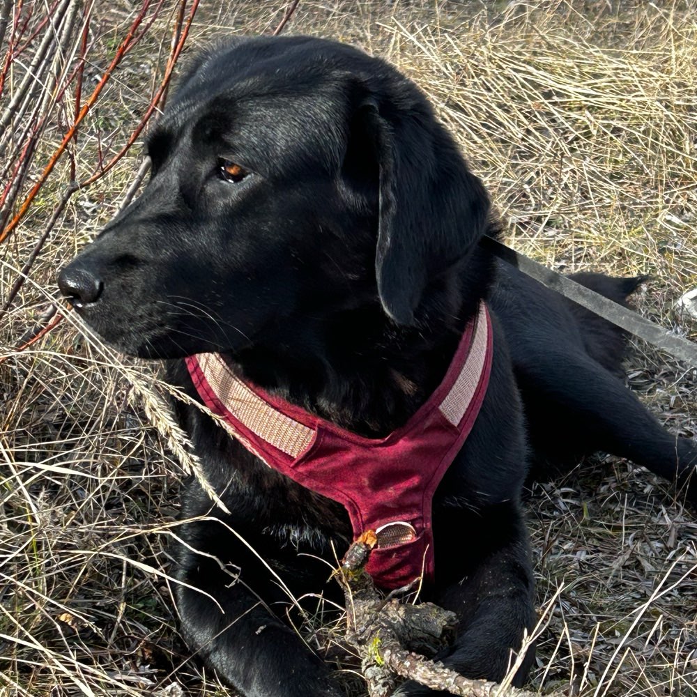 Hundetreffen-Morgendliche Runde auf der Heide-Profilbild