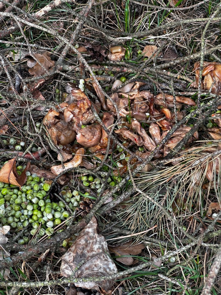 Giftköder-Seltsame Essensreste, Fleischabfälle-Profilbild