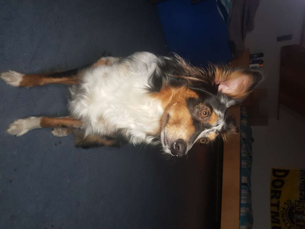 Hundetreffen-Gassirunde in der Nähe von volkach-Profilbild