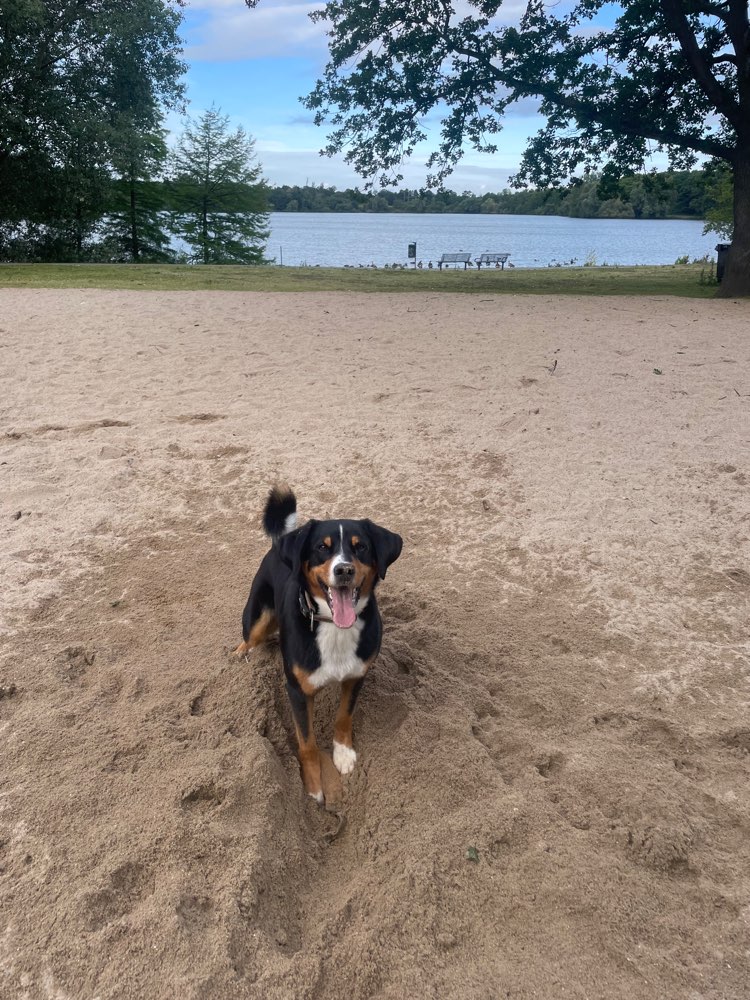 Hundetreffen-Gemeinsame Spaziergänge-Profilbild