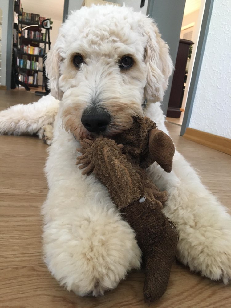 Hundetreffen-🐶Doodle sucht Gassi und Spielkameraden🐾-Profilbild
