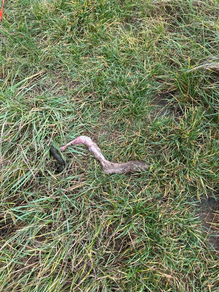 Giftköder-Knochen!-Profilbild