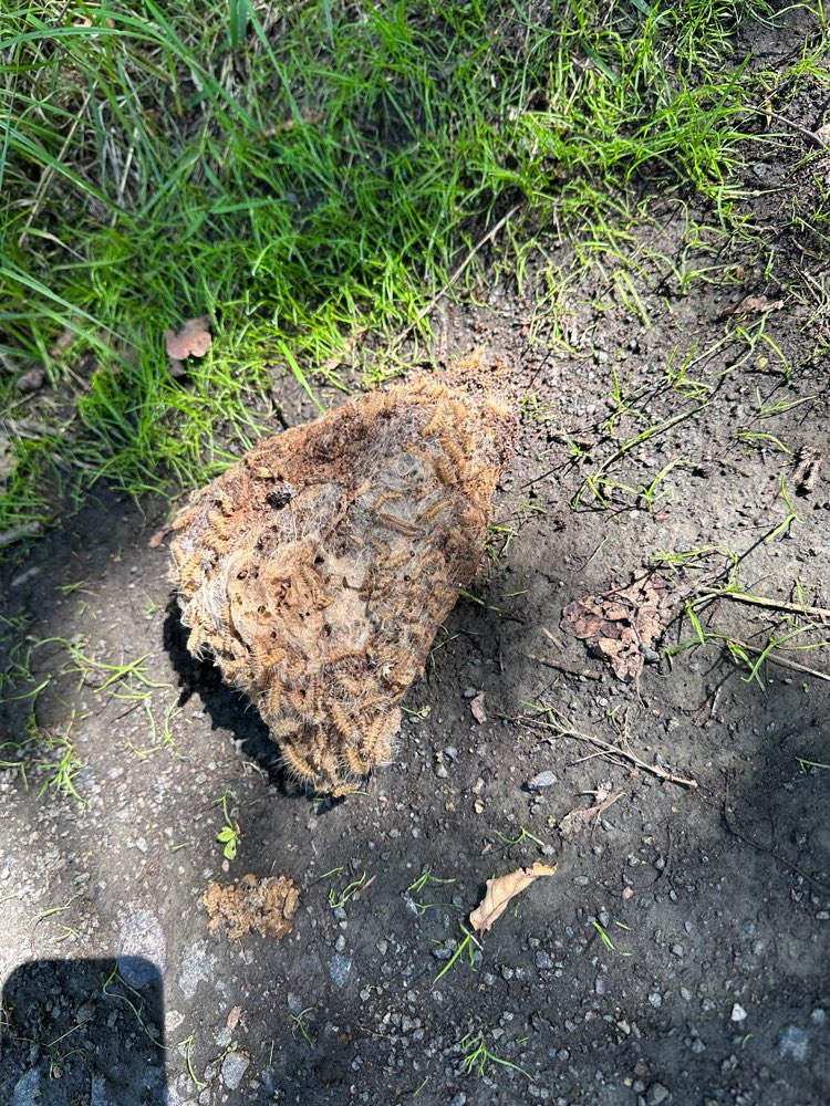 Giftköder-Eichenprozessionsspinner-Profilbild