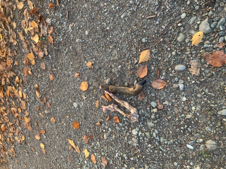 Giftköder-Knochen etc-Profilbild