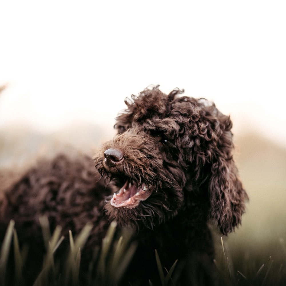 Hundetreffen-Freundin oder Freund zum Spielen gesucht-Profilbild