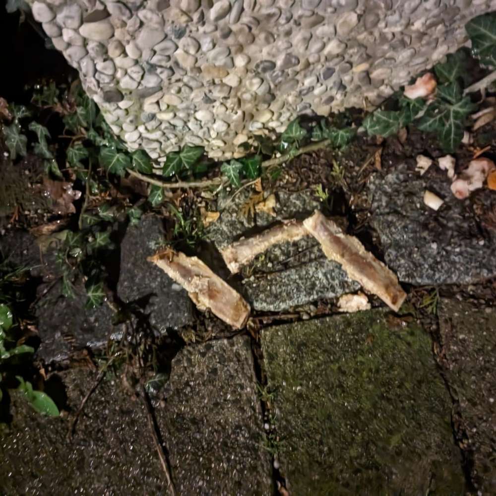 Giftköder-Knochenstücke-Profilbild