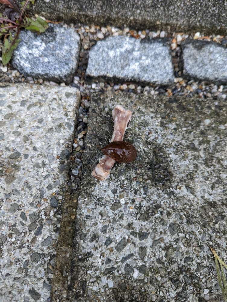 Giftköder-Ausgelegte Knochen-Profilbild