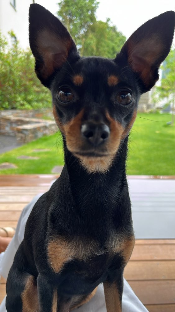 Hundetreffen-Gegenseitiges Hundesitting-Profilbild