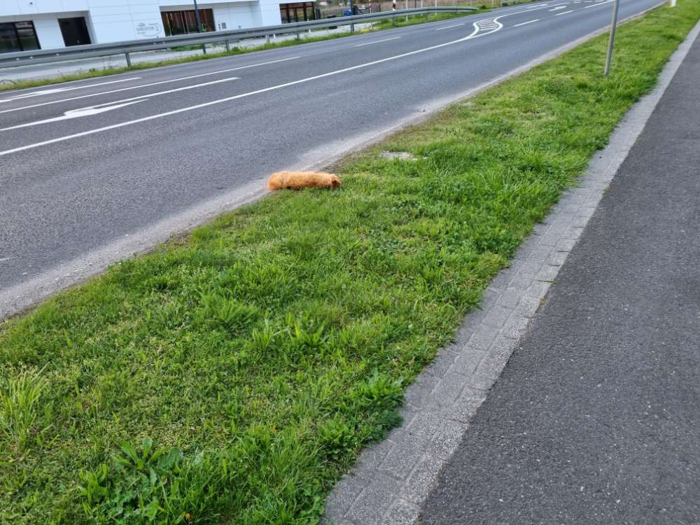 Giftköder-Tote Katze-Profilbild