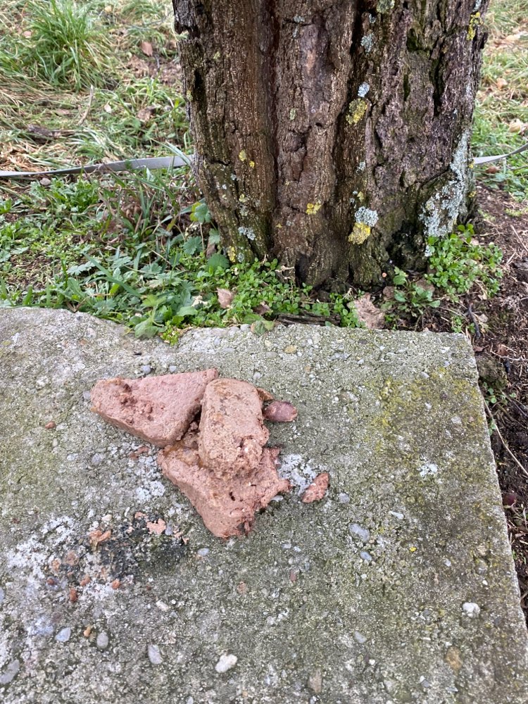 Giftköder-Potentieller Giftköder-Profilbild