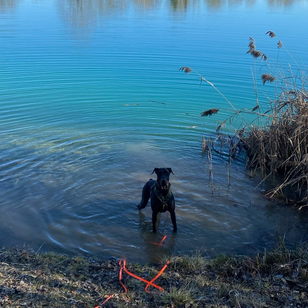 Hundetreffen-Harmonisches Gassi gehen-Profilbild